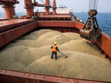 Bajra (Pearl Millet) Market Holds Steady as Feed Demand Floors Prices