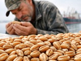 Black Sea Wheat Defies Harvest Pressure as Costs and Risks Hold Prices Firm