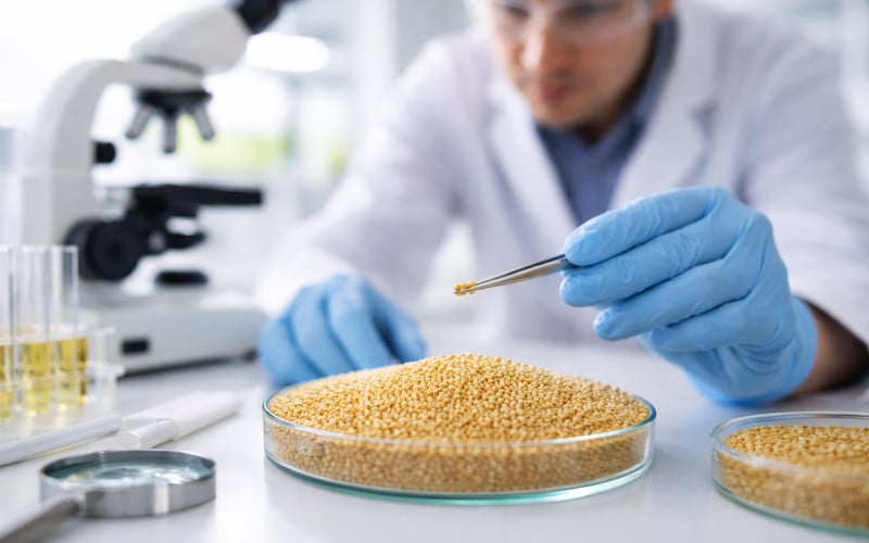Chinese Millet Prices Edge Higher as Autumn Grain Outlook Stays Comfortable