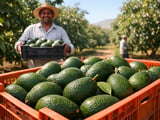 India’s Avocado Boom: Maluma Variety Accelerates a Premium Fruit Market