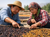 Raisin Prices Edge Higher on Hot Xinjiang Weather and Tight Sultana Supply