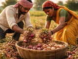Onions Under Pressure: India’s Tight Supply Keeps Prices Elevated
