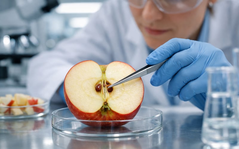 Latvian Apple Harvest 2026: Bigger Crop, Softer Prices, Tighter Labour