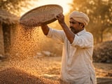 Firm Pulse Fundamentals Support a Softening Global Lentil Market