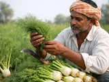 Indian fennel seed prices edge higher on tight exports and heat risks