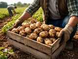 Europe’s 2026 Potato Shortfall Tightens Supply but Prices Stay Managed