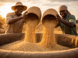 Millet Market Edges Higher as Indian Poultry Feed Demand Lifts Bajra