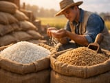 Rice Market Steady as Strong Supply Offsets Emerging Weather Risks
