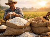 Rice Market: Strong Output, Weather Risks and Stable FOB Quotes