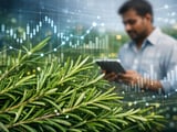 Indian Organic Rosemary Prices Hold Steady as Monsoon Revives Kharif Outlook