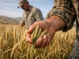 Barley Tracks Wheat Rally as Black Sea Prices Ease
