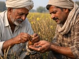 Indian Mustard Stays Range-Bound as Oil Demand Firms and Selling Eases