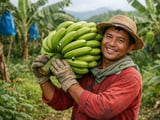 Philippine Banana Exports: Strong Demand Meets Tight Supply