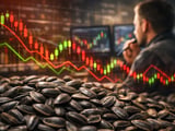 Sunflower Market Holds Firm as Oilseed Complex Turns More Bearish