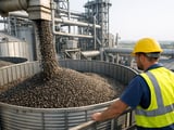Ukrainian Sunflower Market Holds Firm as Heat Builds and Export Demand Stays Strong