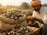 Indian Moong Beans Firm on Rain-Delayed Harvests, Global Bean Markets Mixed