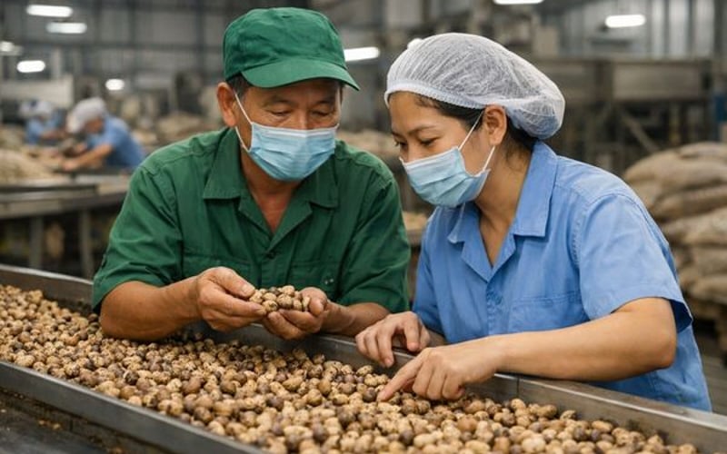 季节性需求沉寂使腰果市场保持软弱但稳定
