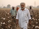 Punjab Cotton Acreage Slump: Regional Shock, Global Undercurrent