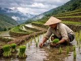 India–Vietnam Rice FOB Eases Slightly as Monsoon Risks Build