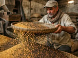 Mustard Seed Market Holds Narrow Range as Mills Buy Only on Need