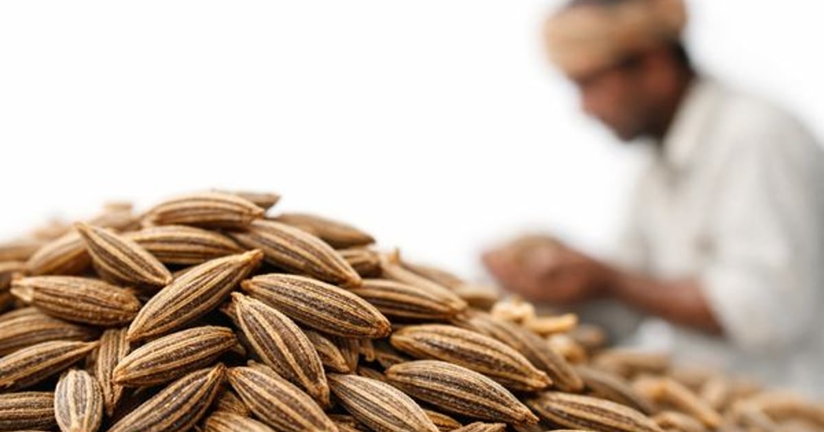 Mise à jour des prix du cumin mai 2026 – Inde, Égypte, Syrie — CMB News