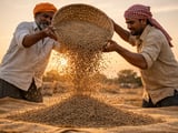 Cumin Prices Steady in Egypt and Syria as Weather Stays Supportive