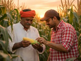 Indian MSP Battle and Firmer Black Sea Prices Steady Global Corn Market