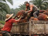 Palm Oil Market: Seasonal Dip Before Biodiesel and El Niño Tighten Supply