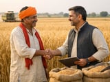 Firm Indian Wheat Prices Contrast Softer Black Sea and EU Market