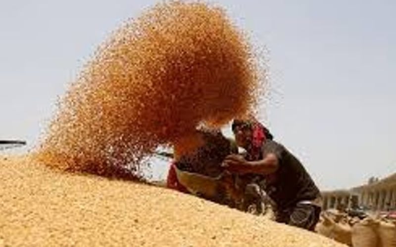La pression de la récolte indienne pousse le blé à la baisse tandis que les valeurs de l'UE restent fermes