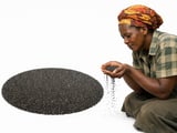 Uganda Organic Chia Holds Its Ground as EU Buyers Stay Sideways