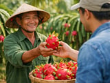 Stabilité des prix du fruit du dragon rouge séché FOB Hanoï alors que la demande à l’exportation se redresse lentement
