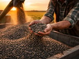 Ukraine’s Sunflower Oil Floor Distorts Black Sea Pricing