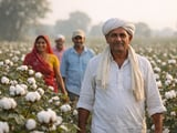 Early Sowing Surge in Gujarat Shifts Cotton Market Focus to India