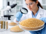 Firm Bajra Demand Holds Millet Prices Steady as New Crop Arrives