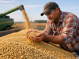 Soybean Complex Softens as Abundant Supply Caps Board and Cash Prices