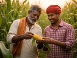 Corn Market Steady but Under Pressure from Softer Corn Oil Demand in India