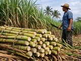 Sugar No.11 Slips Below 18 c/lb as Market Eyes India Policy and Weather Risks