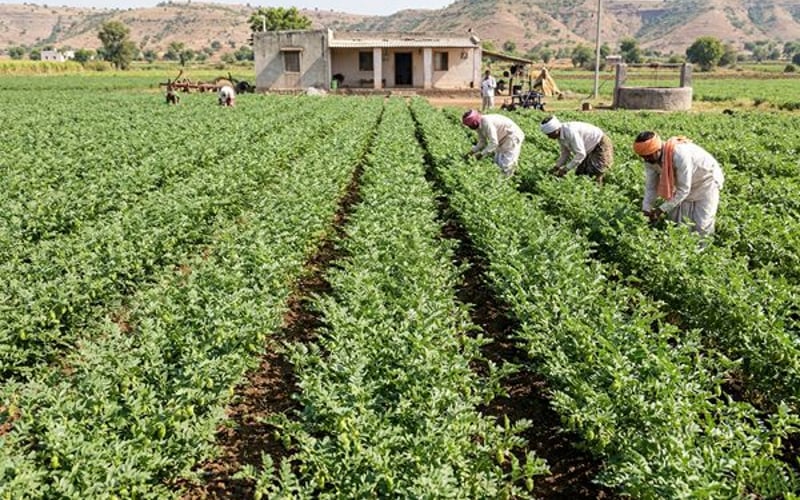 Le rallye des pois chiches teste ses limites alors que la récolte indienne et les achats des États augmentent