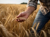 Barley Under Pressure from Black Sea Hopes and Softer Feed Demand