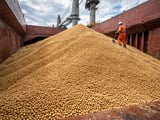 Ukrainian Soybeans Edge Higher as Brazil Exports Surge and China Stays Cautious
