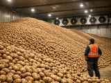 Hot Chips Rule: What NZ Fry Demand Means for Global Potato Markets
