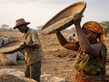Prix des graines de sésame stables à légèrement plus fermes alors que les semis ralentissent en Inde