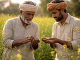 Mustard Market: Higher MSP Meets Moisture Risk in India’s Rabi Season