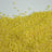 Millet kernels