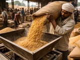 Indian Chickpea FOB Prices Edge Higher as Domestic Mandi Market Firms