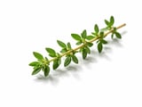 Dried Thyme FOB Prices Steady to Firmer from Egypt and India