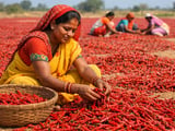 Indian Red Chilli Market Firms on Tight Arrivals and Smaller Crop