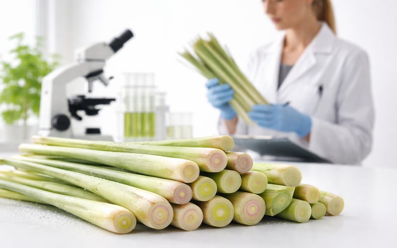 Egyptian Lemongrass FOB Cairo Edges Higher as Logistics Ease via Suez