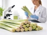 Egyptian Lemongrass FOB Cairo Edges Higher as Logistics Ease via Suez